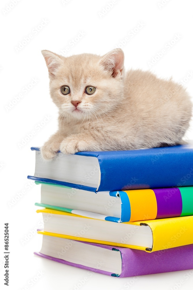 书，家猫，小猫。