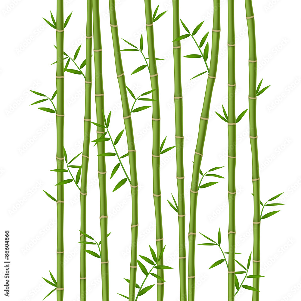 绿色竹子，叶子被隔离在白色背景上