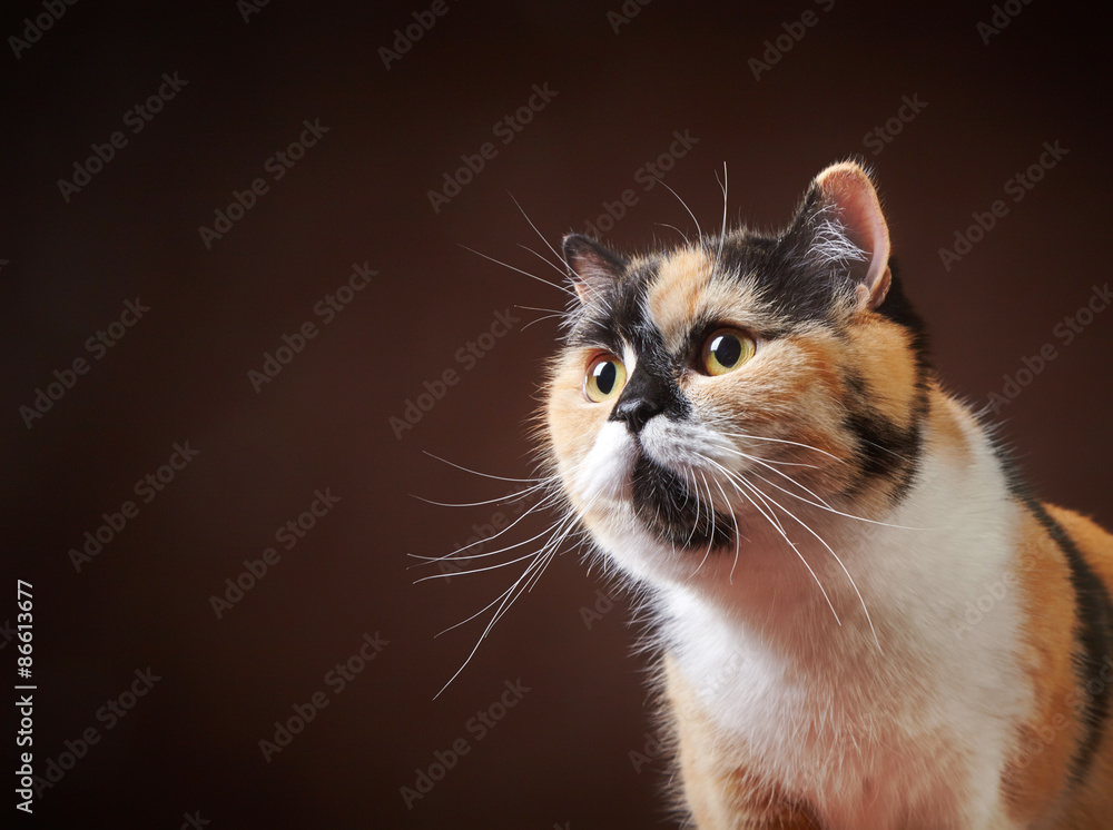 portrait of british cat