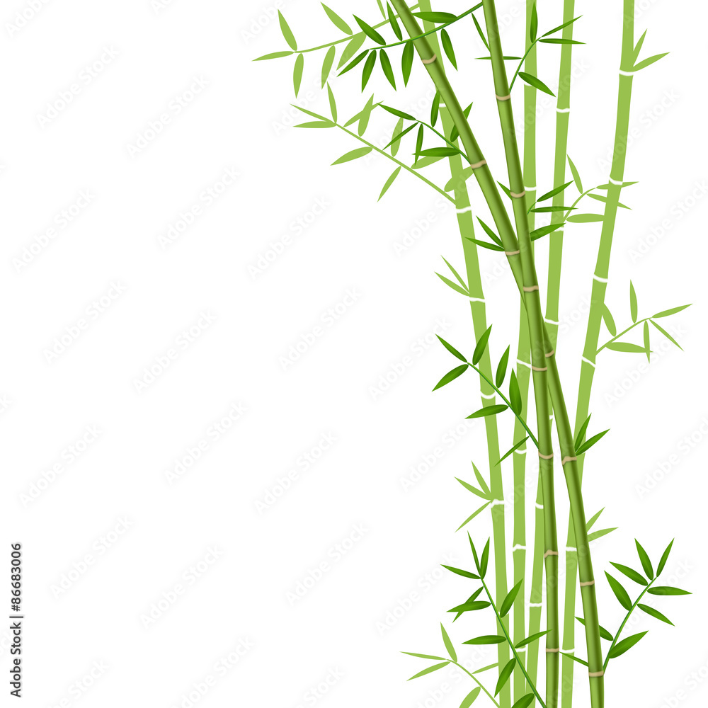 Green bamboo on white background, vector illustration