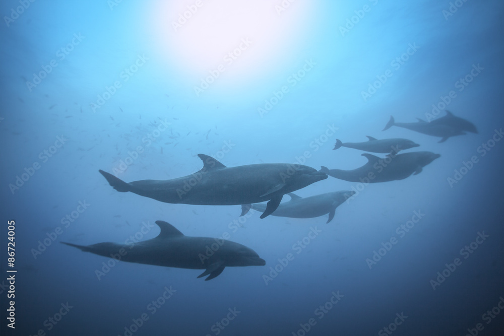 一排海豚在水下游泳