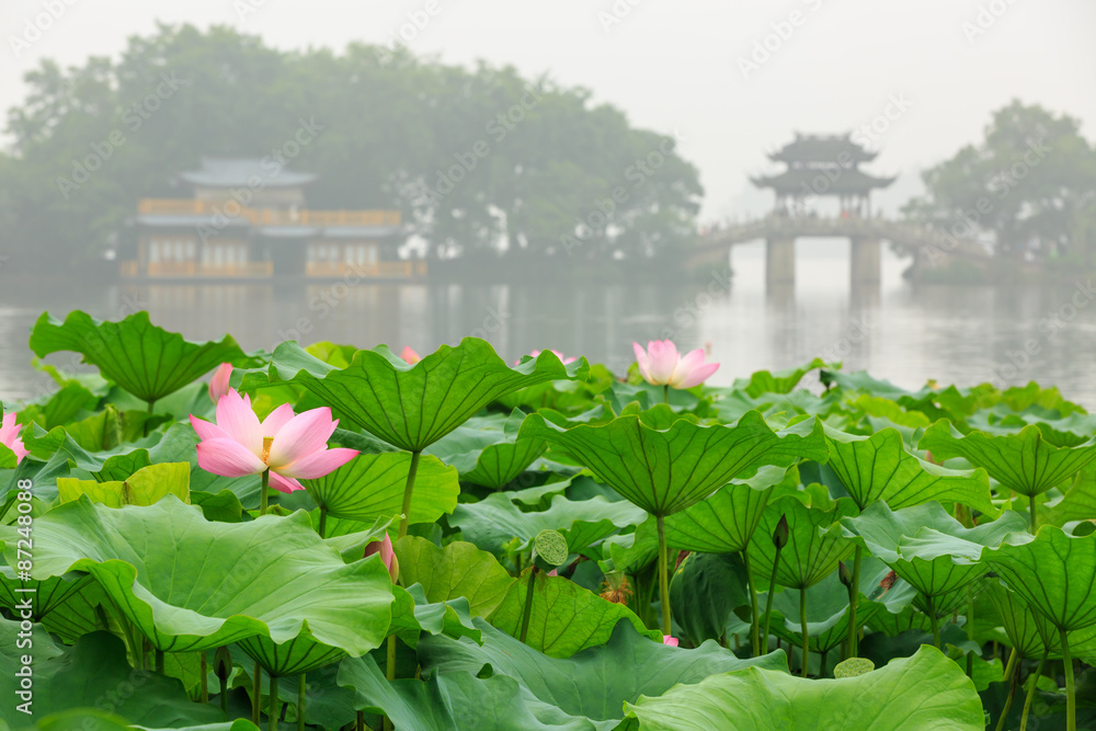hangzhou west lake Lotus in full bloom in a misty morning，in China