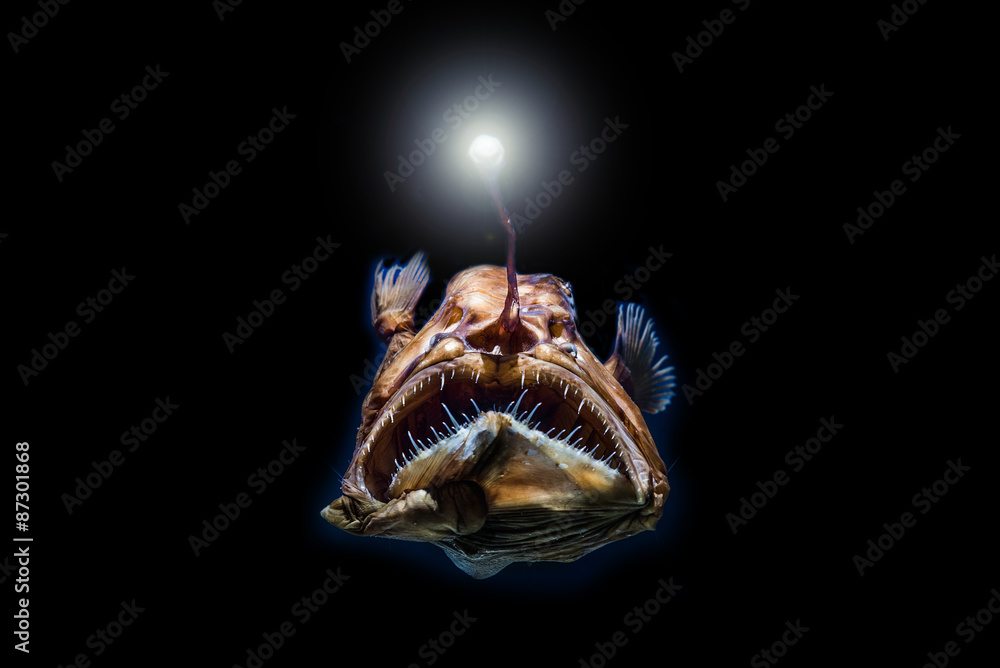 深海黄貂鱼
