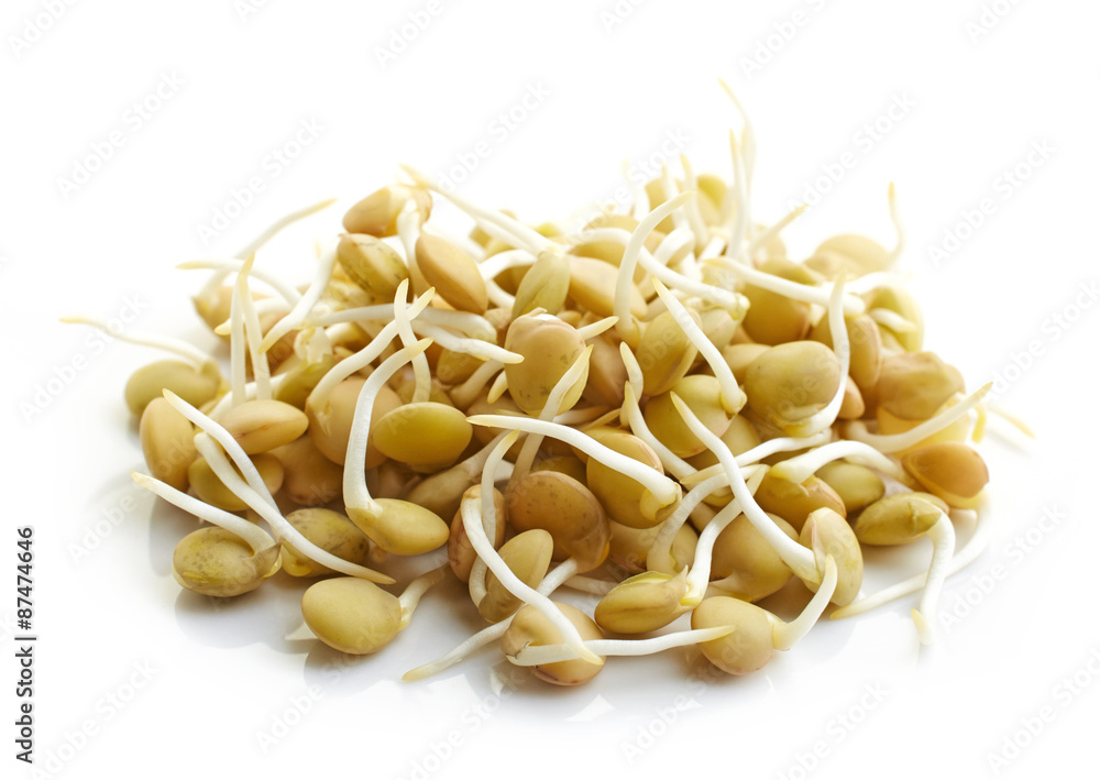 发芽扁豆种子