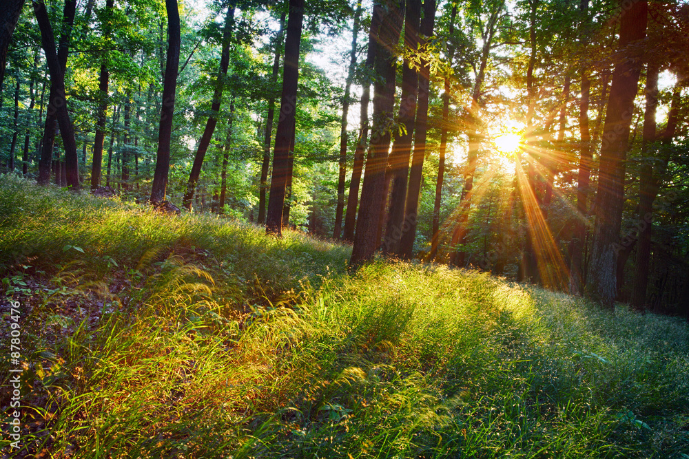 明亮的阳光透过树枝、林地照耀