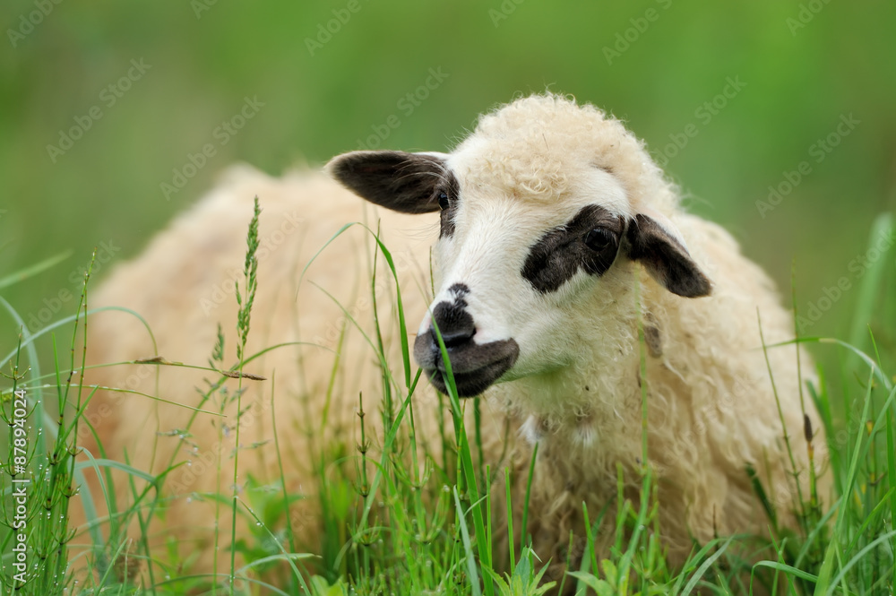 夏季田野上的羊群