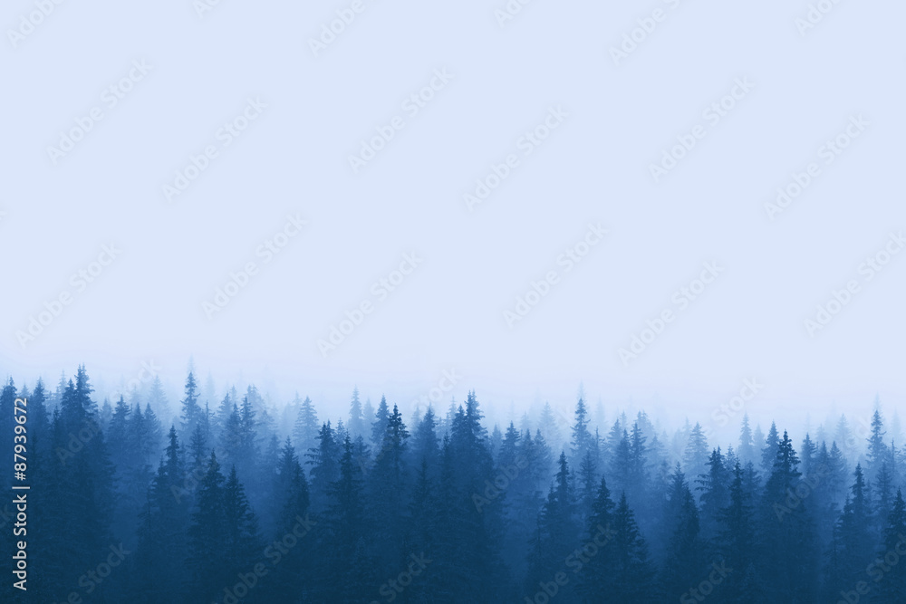 蓝色色调的景观-雾山松林