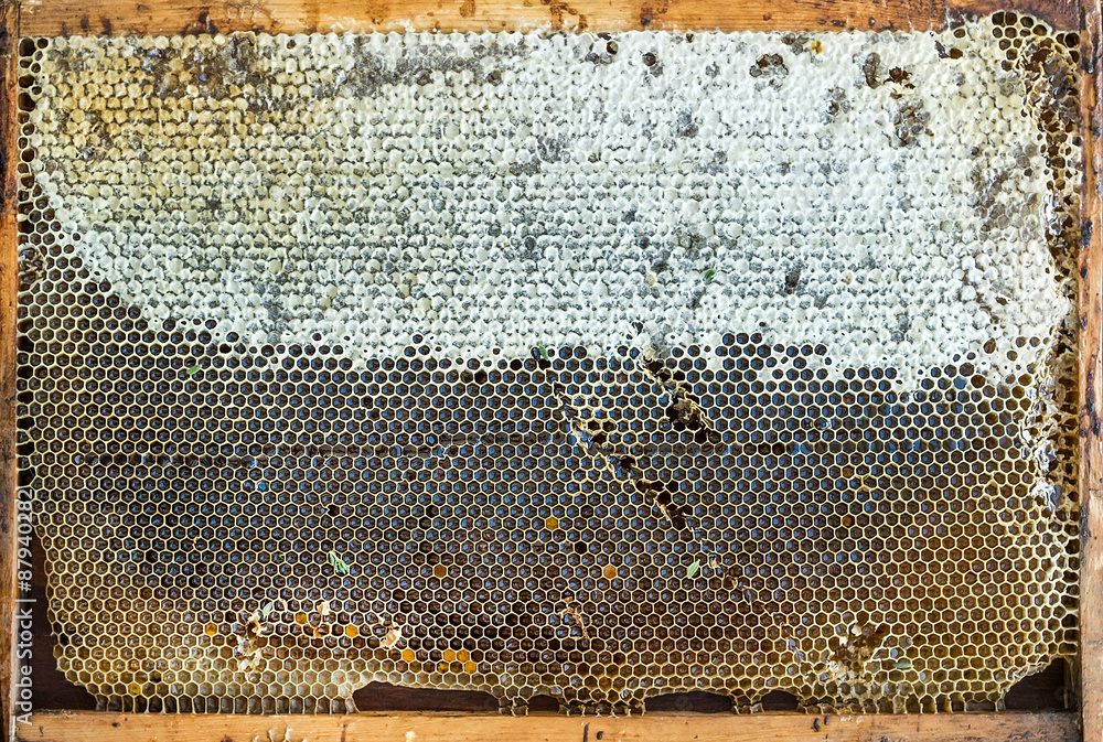 蜂窝中的新鲜有机乡村蜂蜜，俯视图