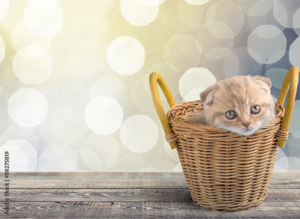 Kitten, Domestic Cat, Basket.