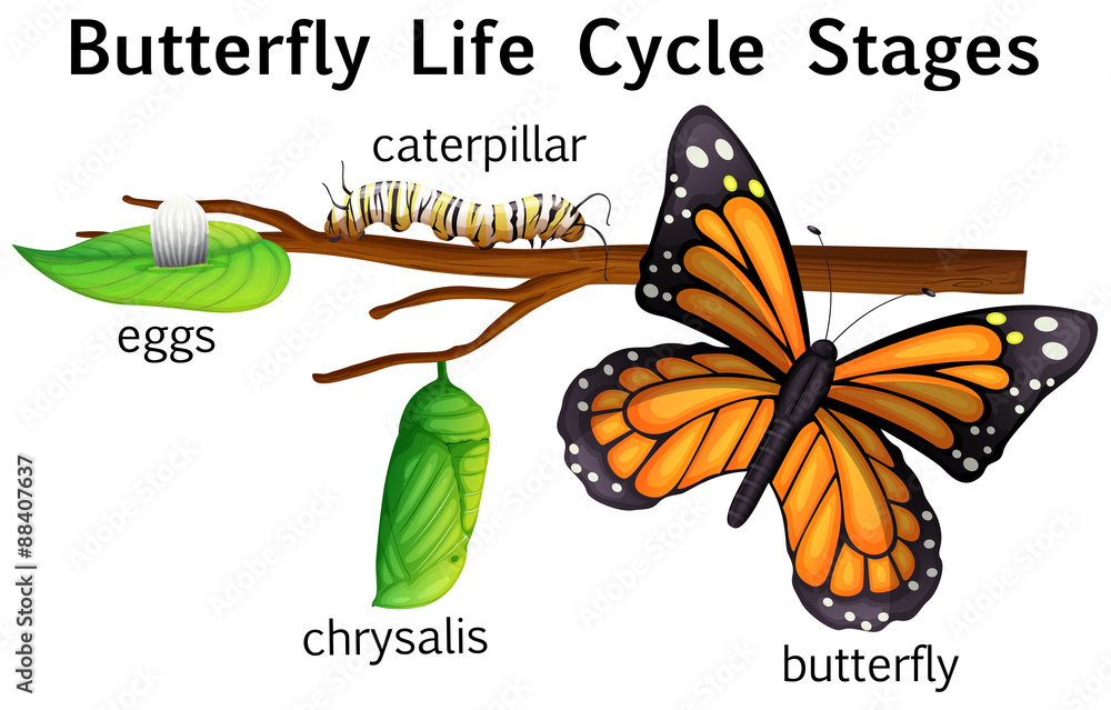 蝴蝶生命周期阶段