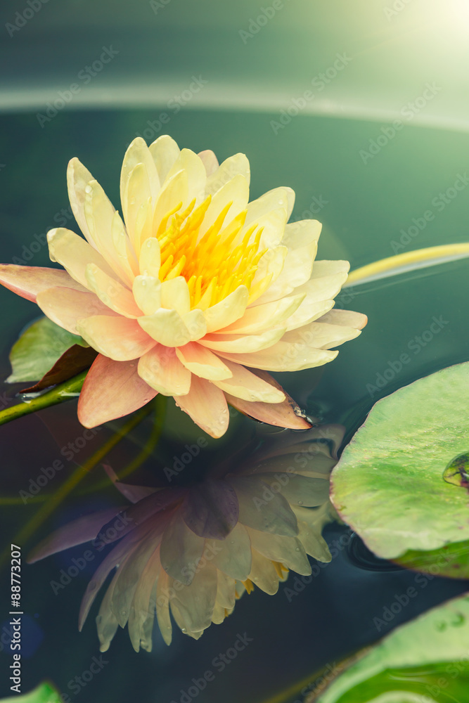 美丽的睡莲或荷花在池塘里绽放