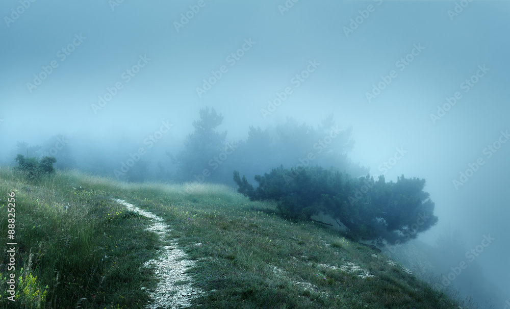 穿过迷雾中神秘黑暗的古老森林的路径