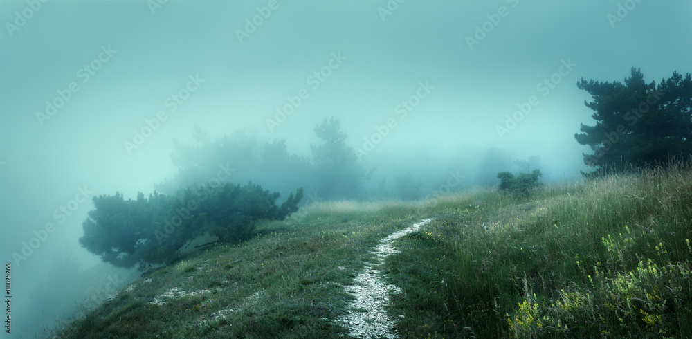穿过迷雾中神秘黑暗的古老森林的小路