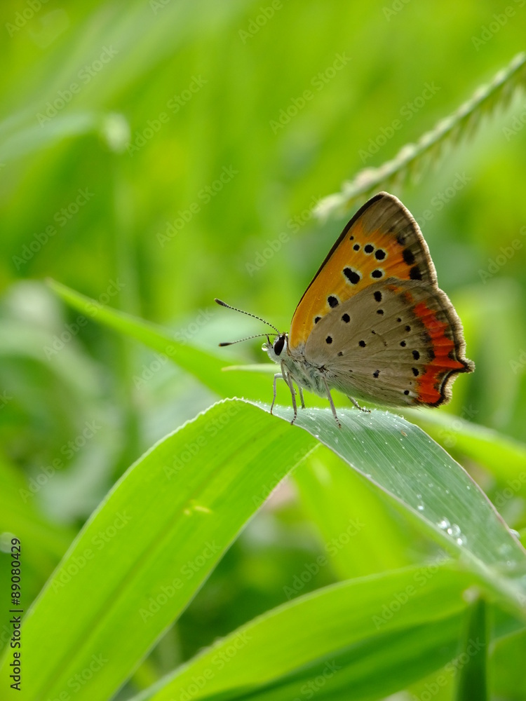 草地上的露珠蝴蝶,2