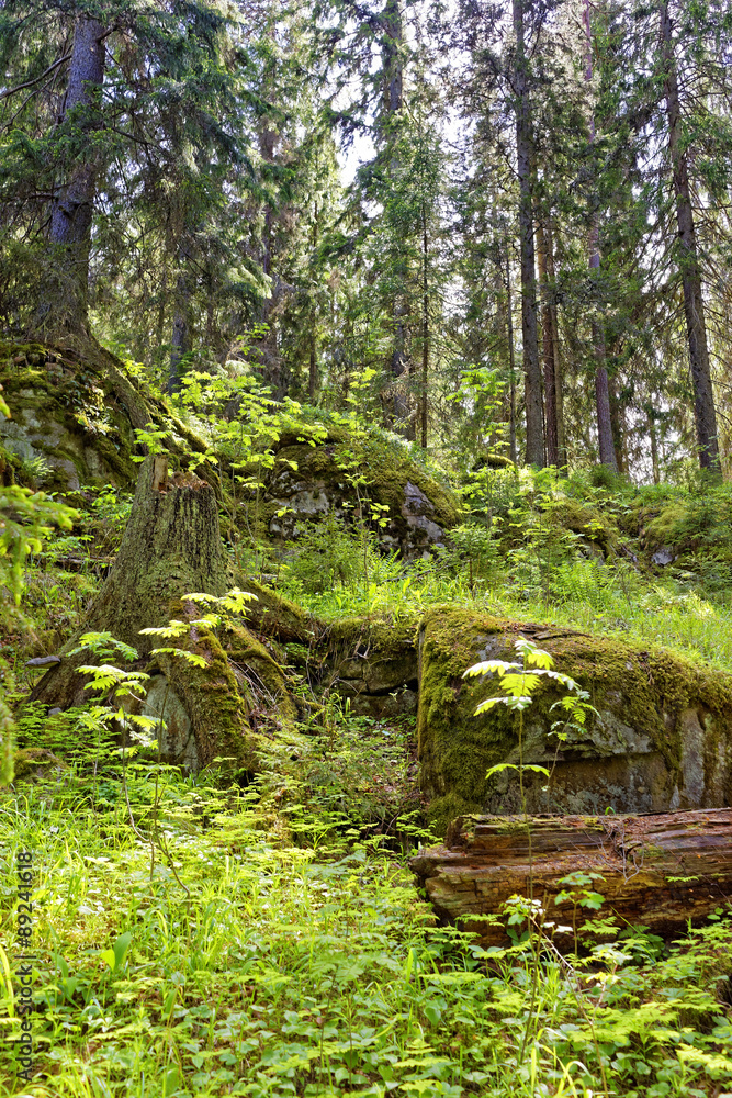 森林中岩石上的绿色苔藓