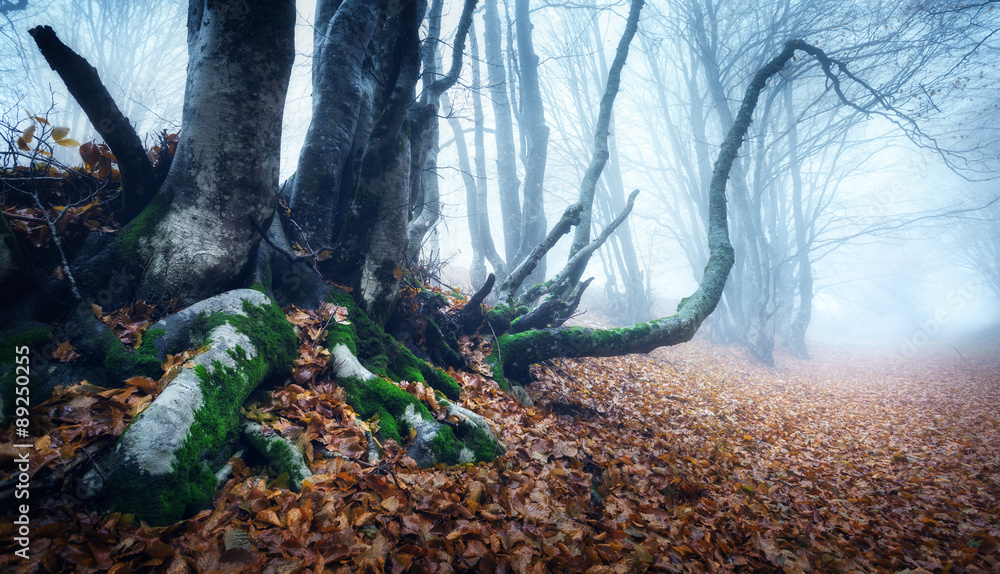 在雾中穿过一片神秘的黑暗古老森林。秋天