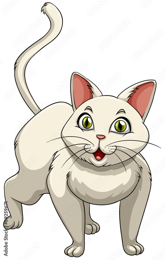 白猫绿眼