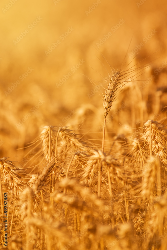 农业领域的小麦作物