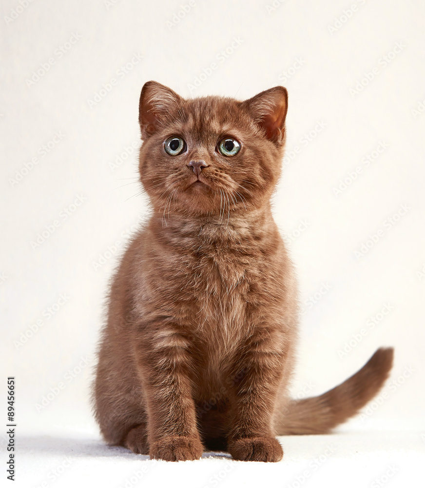 英国短发小猫画像
