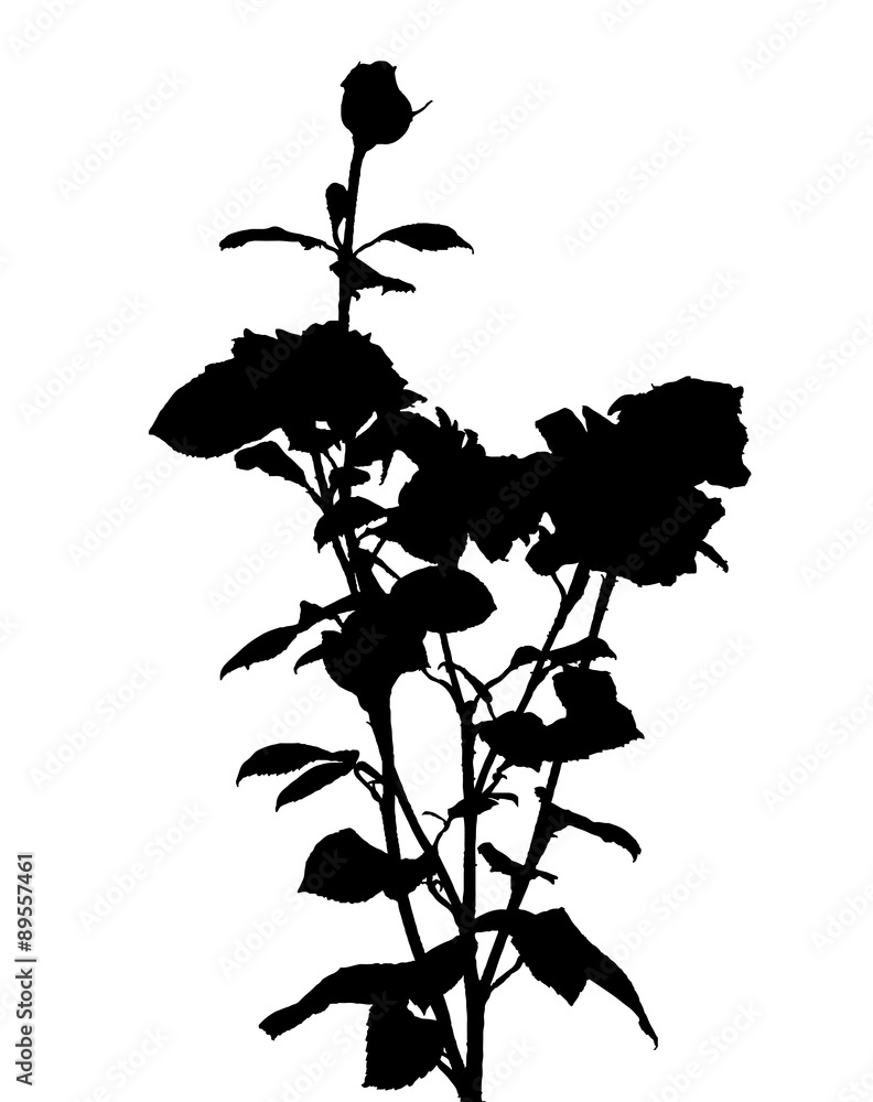 黑白玫瑰轮廓。矢量插图。