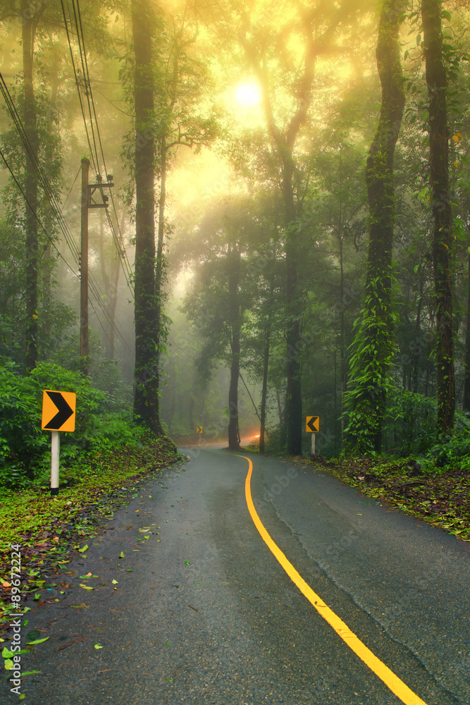 清晨雾蒙蒙的森林公路，可见阳光。