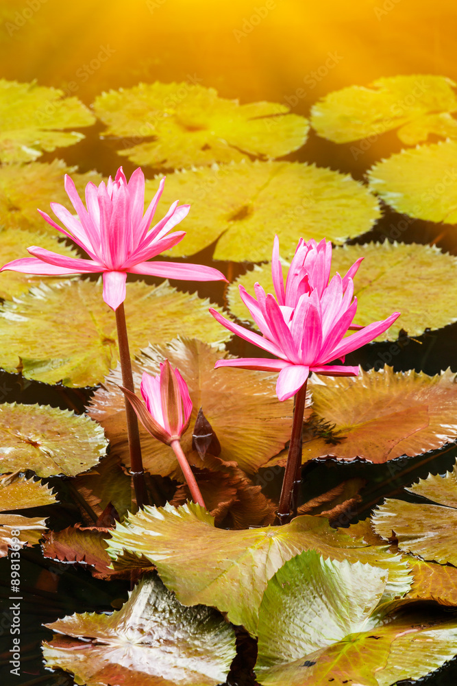 美丽的睡莲花开在池塘里