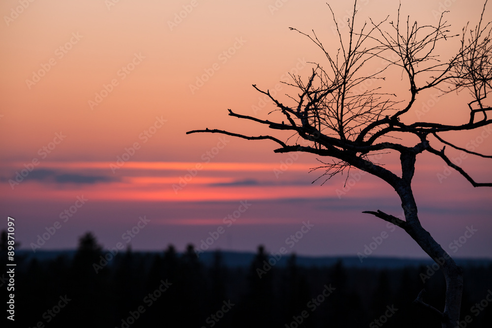 日落后的小树剪影