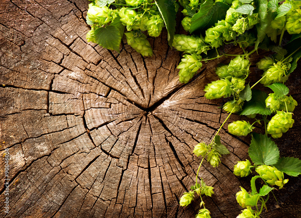 新鲜、绿色的啤酒花树枝，背景是开裂的木质。酿造理念