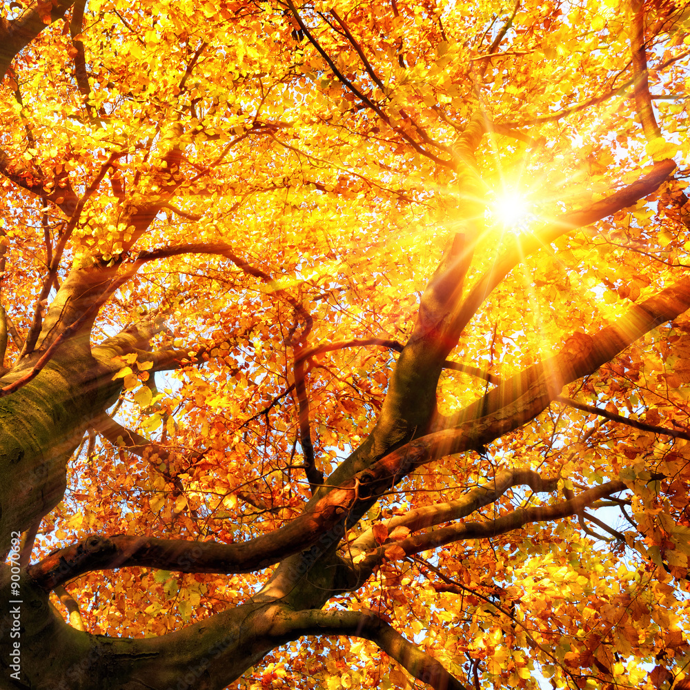 秋天的阳光透过金色的树叶照耀