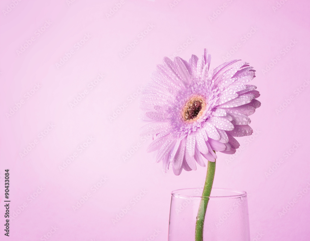 甜粉色非洲菊花的特写和选择性焦点，罗马