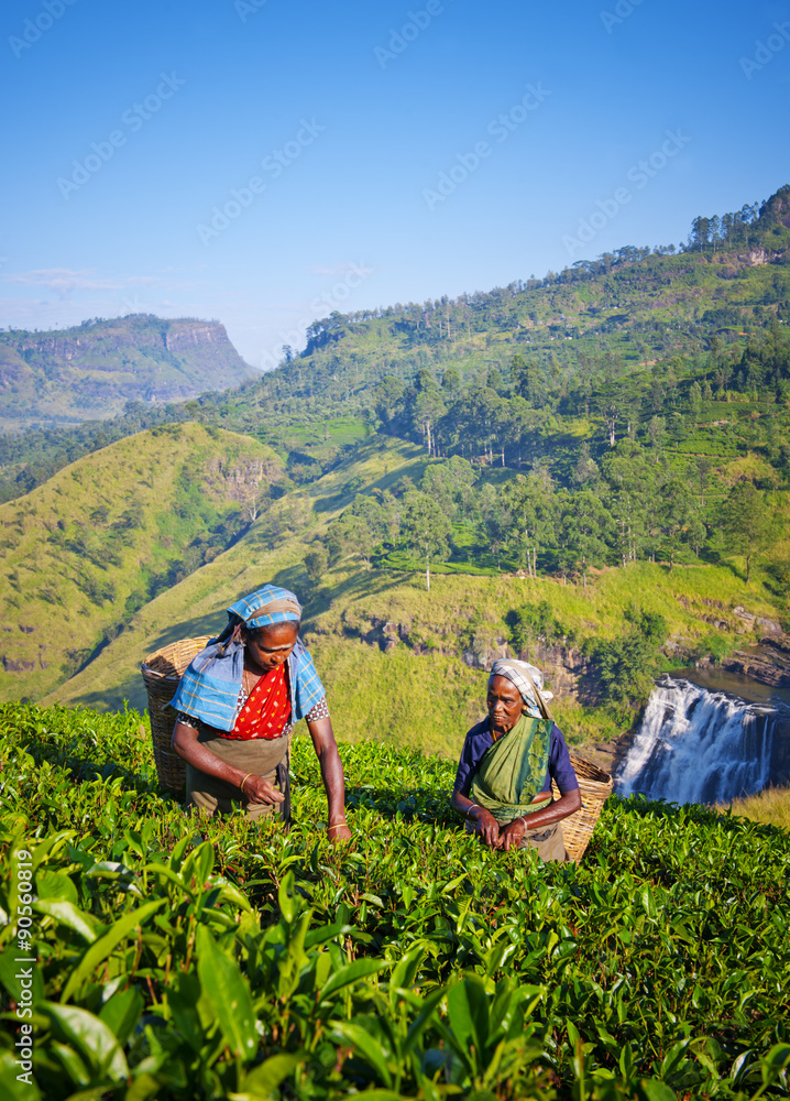 斯里兰卡妇女采摘茶叶概念
