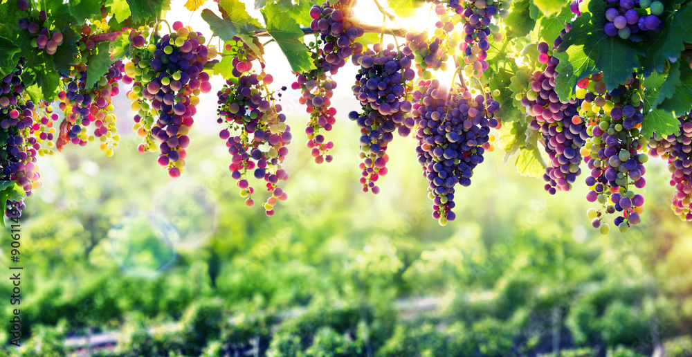 葡萄栽培使葡萄成熟的太阳