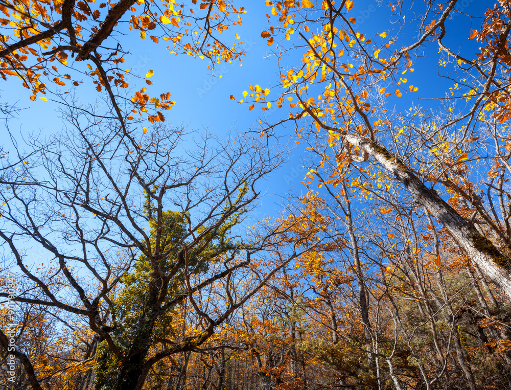 秋天的森林。树木图案。仰望蓝天。背景