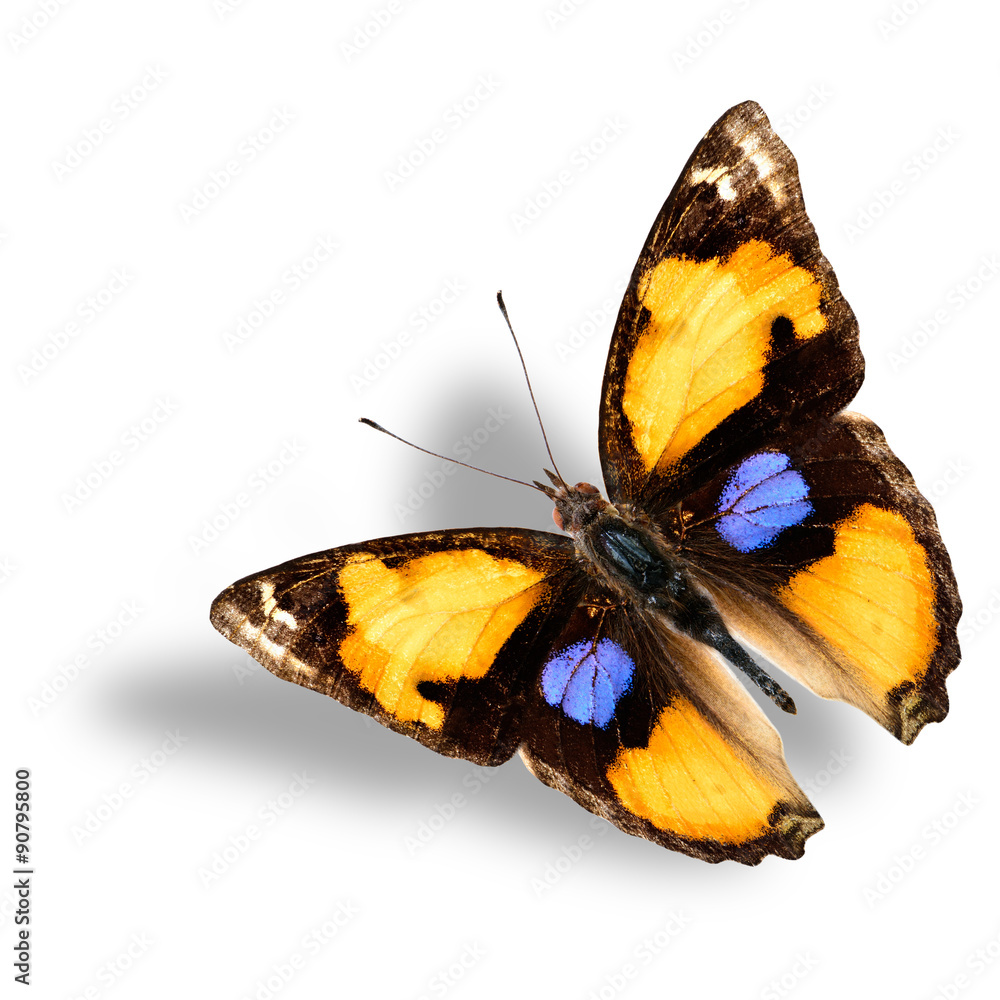 Beautiful flying Yellow Pansy butterfly on white background with