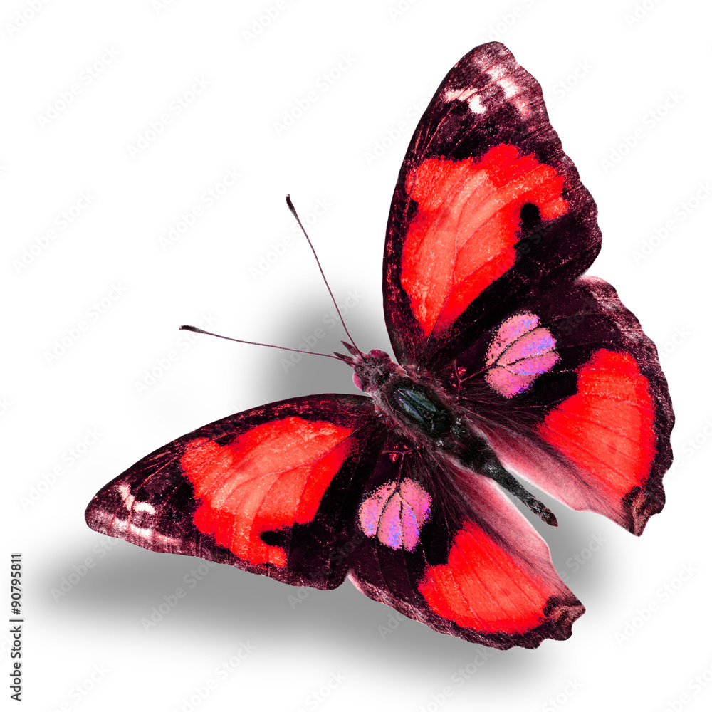 白色背上的异国红蝴蝶