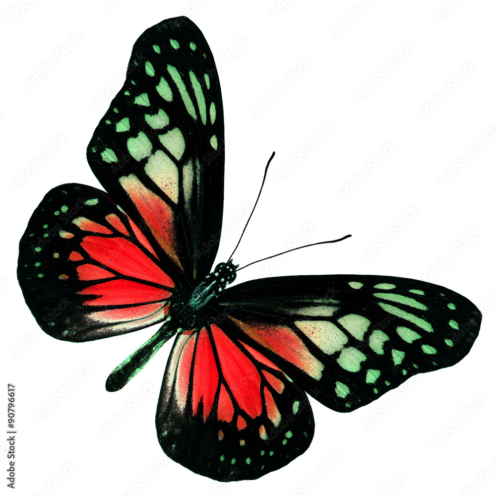 在whit上隔离的花哨颜色轮廓中的红蝴蝶的异国情调