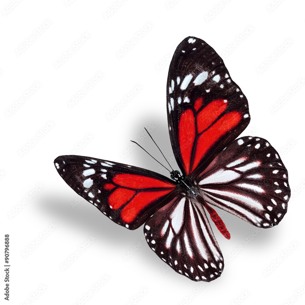 美丽的红色蝴蝶，白色的老虎，色彩斑斓