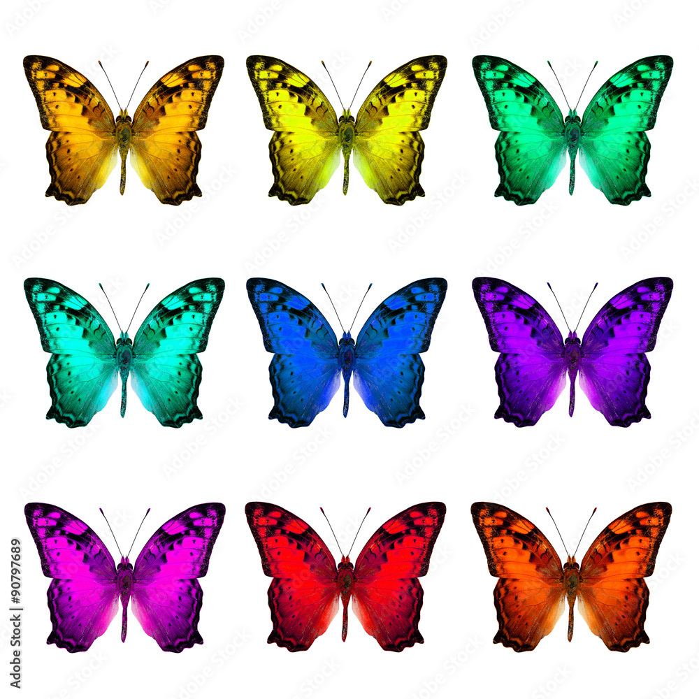 The set of collection Vagrant Butterflies in various fancy color