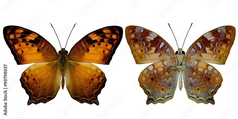 一组在na的上下翅膀轮廓的流浪蝴蝶