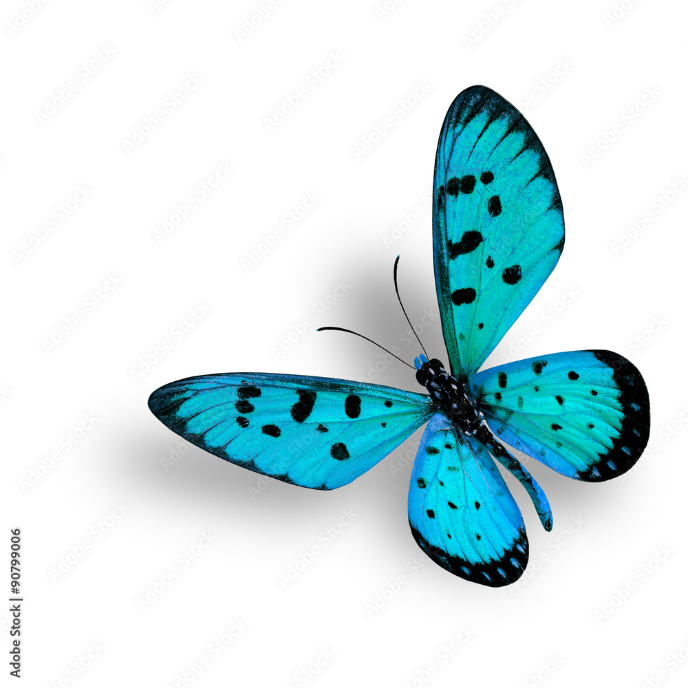 美丽的浅蓝色蝴蝶，黄褐色Coster，隔离在
