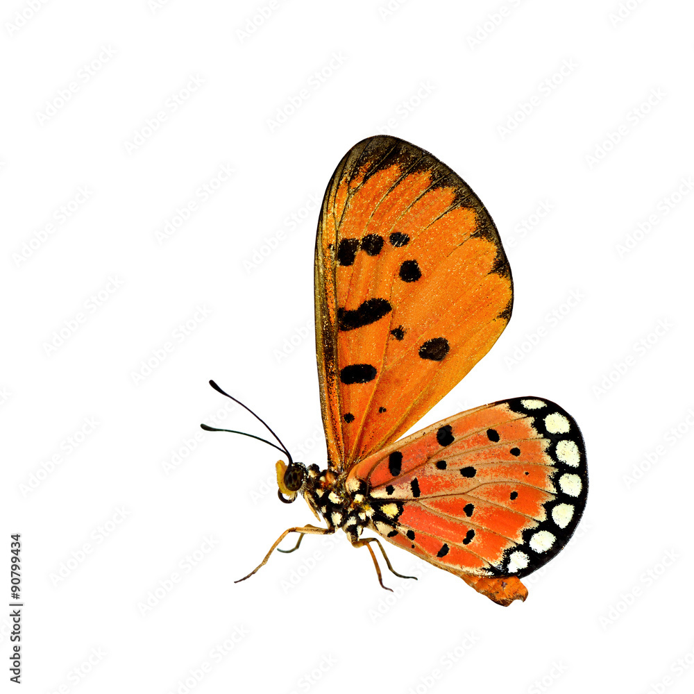 美丽的橙色蝴蝶，站在浮冰上的Tawny Coster