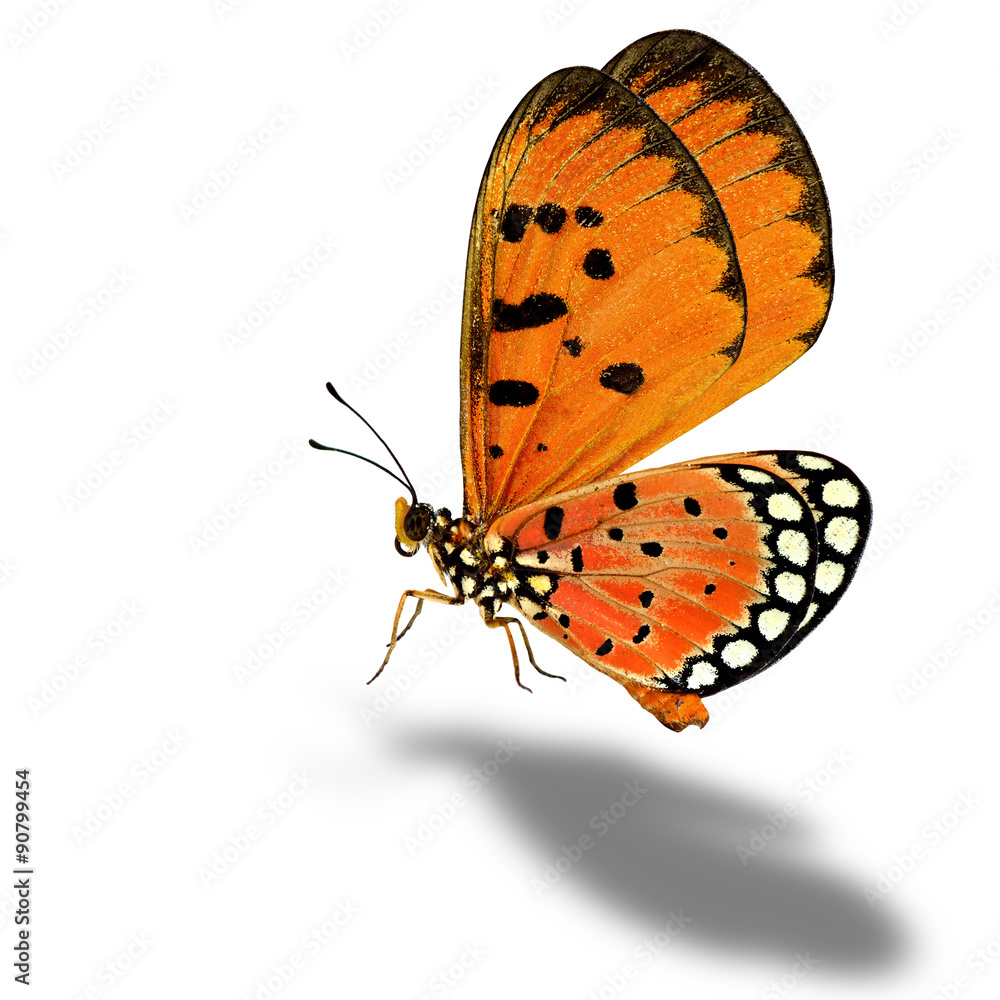 飞翔的橙色蝴蝶，柔和阴影的茶色Coster