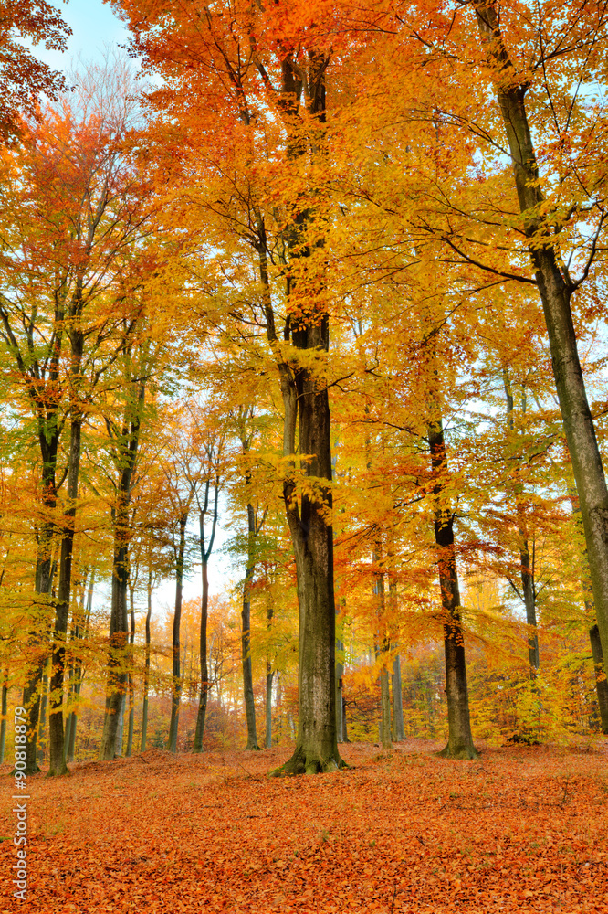 黄色树木的多彩秋季景观