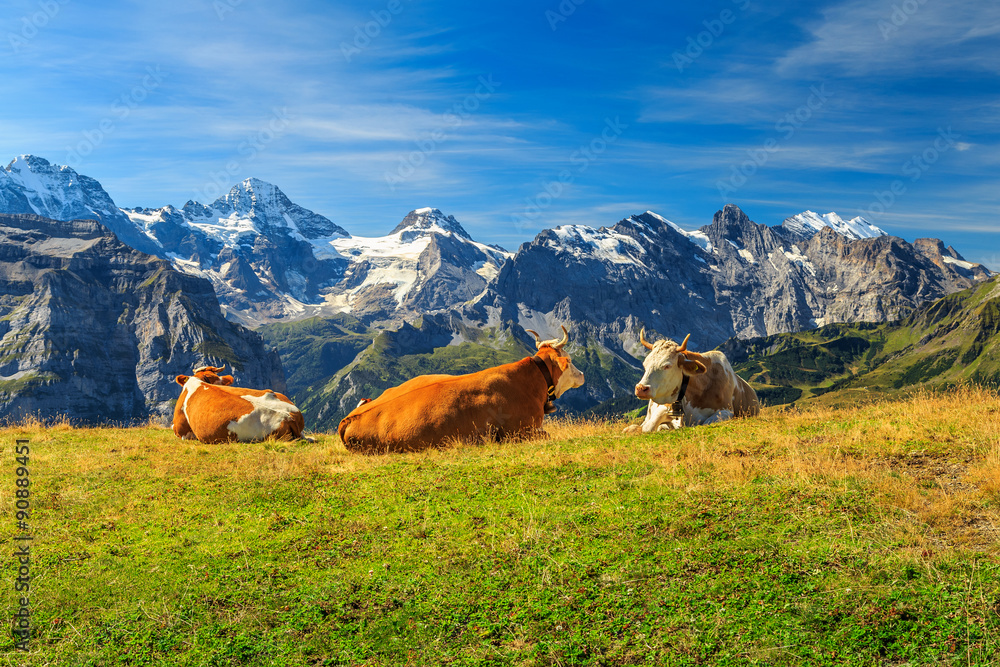 Herd of cows at beautiful green field,Bernese Oberland,Switzerland