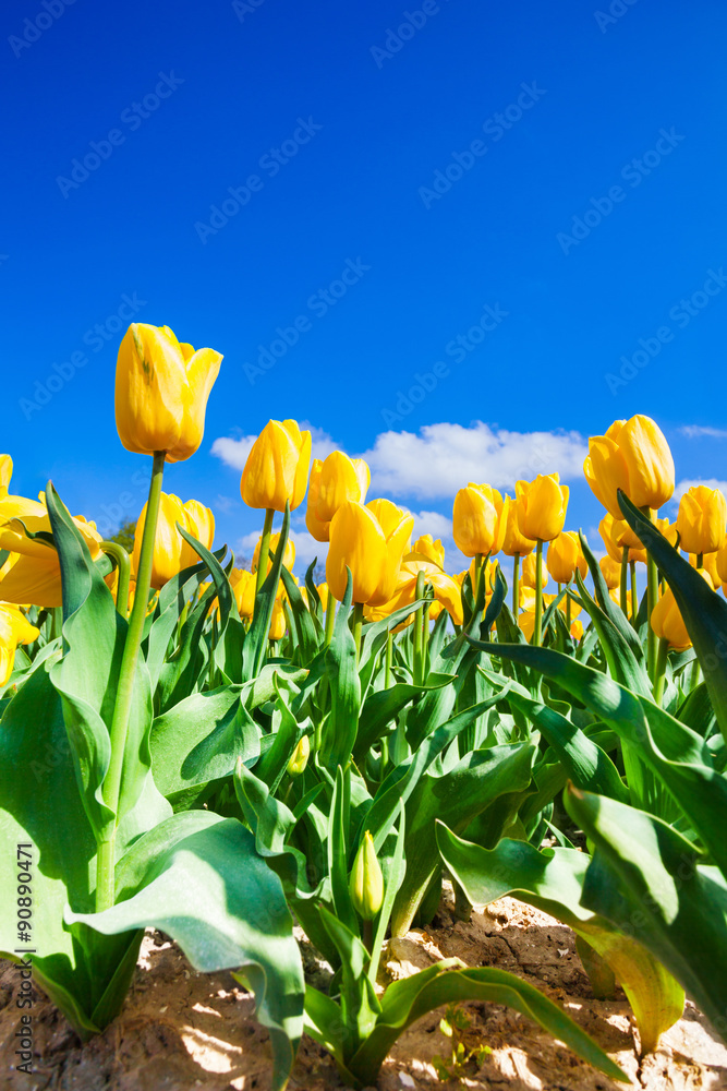 Close view of yellow tulips in sunshine during day