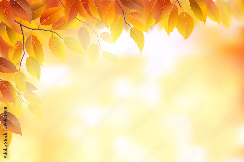 秋天的背景是叶子和叶子