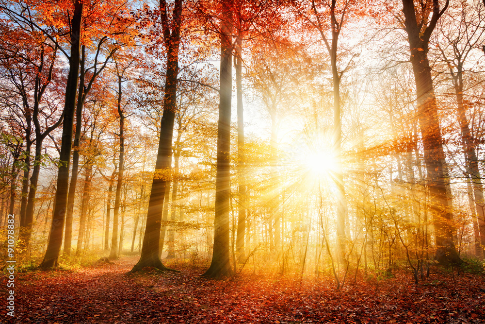 森林里美丽的秋日阳光