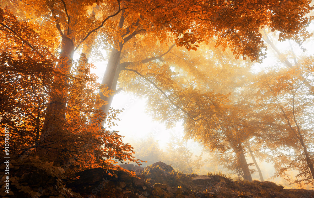 秋天风景如画的薄雾森林中的树木