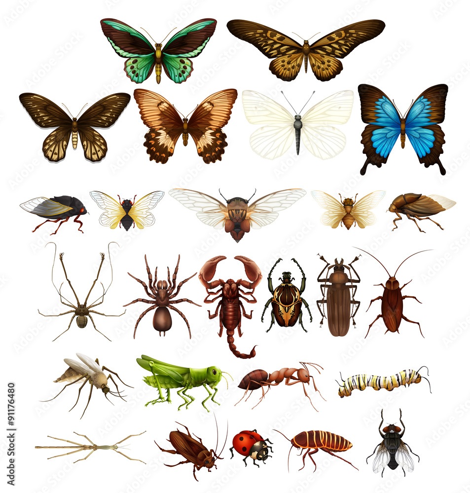 各种类型的野生昆虫