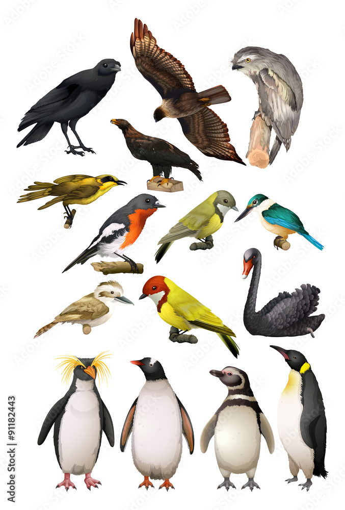 不同种类的鸟